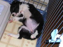 �{�[�_�[�R���[�@�u���b�N�z���C�g�@���̎q�@�Q�O�O�U�N�T���P�Q�����܂�@���C�����