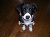 �{�[�_�[�R���[�@�u���b�N�z���C�g�@���̎q�@�Q�O�O�U�N�T���P�Q�����܂�@���C�����