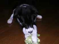 �{�[�_�[�R���[�@�u���b�N�z���C�g�@���̎q�@�Q�O�O�U�N�T���P�Q�����܂�@���C�����