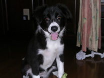 �{�[�_�[�R���[�@�u���b�N�z���C�g�@���̎q�@�Q�O�O�U�N�T���P�Q�����܂�@���C�����