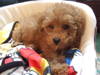 �v�[�h���E�g�C�@�A�v���R�b�g�@�j�̎q�@�Q�O�O�U�N�W���P�Q�����܂�@�}�����N