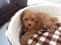 �v�[�h���E�g�C�@�A�v���R�b�g�@�j�̎q�@�Q�O�O�U�N�W���P�Q�����܂�@�}�����N