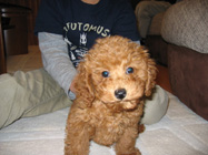 �v�[�h���E�g�C�@���b�h�@�j�̎q�@�Q�O�O�U�N�X���P�����܂�@�`���R�r�N