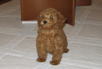 �v�[�h���E�g�C�@���b�h�@�j�̎q�@�Q�O�O�U�N�X���P�����܂�@�`���R�r�N