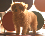 �v�[�h���E�g�C�@���b�h�@���̎q�@�Q�O�O�U�N�W���Q�W�����܂�@�X�m�b�u�����