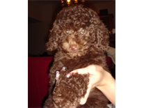 �v�[�h���E�g�C�@�u���E���@���̎q�@�Q�O�O�U�N�X���P�S�����܂�@�N���A�����