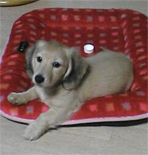 �~�j�`���A�E�_�b�N�X�E�����O�@�V�F�[�e�b�h�N���[���@���̎q�@�Q�O�O�U�N�P�Q���P�S�����܂�@�P�����