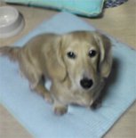 �~�j�`���A�E�_�b�N�X�E�����O�@�V�F�[�e�b�h�N���[���@���̎q�@�~�j�`���A�E�_�b�N�X�E�����O�@�V�F�[�e�b�h�N���[���@���̎q�@�Q�O�O�U�N�P�Q���P�S�����܂�@�P�����