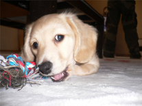 �~�j�`���A�E�_�b�N�X�E�����O�@�s���A�N���[���@���̎q�@�Q�O�O�U�N�P�Q���P�S�����܂�@�e�B�A�������