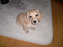 �~�j�`���A�E�_�b�N�X�E�����O�@�s���A�N���[���@���̎q�@�Q�O�O�U�N�P�Q���P�S�����܂�@�e�B�A�������