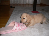 �~�j�`���A�E�_�b�N�X�E�����O�@�s���A�N���[���@���̎q�@�Q�O�O�U�N�P�Q���P�S�����܂�@�e�B�A�������