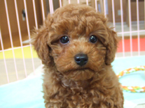 �v�[�h���E�g�C�@���b�h�@�j�̎q�@�Q�O�O�V�N�P���Q�V�����@����ƌN