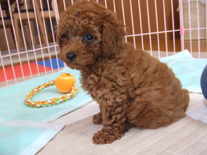 �v�[�h���E�g�C�@���b�h�@�j�̎q�@�Q�O�O�V�N�P���Q�V�����@����ƌN