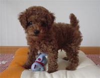 �v�[�h���E�g�C�@���b�h�@�j�̎q�@�Q�O�O�V�N�P���Q�V�����@�x���[�N