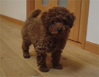 �v�[�h���E�g�C�@���b�h�@�j�̎q�@�Q�O�O�V�N�P���Q�V�����@�x���[�N