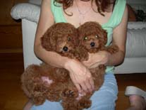 �g�C�E�v�[�h���@���b�h�@�R��������񁕃V�t�H�������