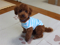 �v�[�h���E�g�C�@���b�h�@�j�̎q�@�Q�O�O�V�N�P���Q�V�����@����ƌN