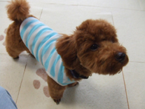 �v�[�h���E�g�C�@���b�h�@�j�̎q�@�Q�O�O�V�N�P���Q�V�����@����ƌN