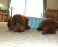 �v�[�h���E�g�C�@���b�h�@�j�̎q�@�Q�O�O�V�N�P���Q�V�����@����ƌN