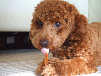 �v�[�h���E�g�C�@���b�h�@�j�̎q�@�Q�O�O�V�N�P���Q�V�����@����ƌN