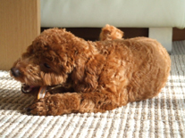 �v�[�h���E�g�C�@���b�h�@�j�̎q�@�Q�O�O�V�N�P���Q�V�����@����ƌN