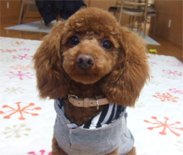 �v�[�h���E�g�C�@���b�h�@�j�̎q�@�Q�O�O�V�N�P���Q�V�����@����ƌN