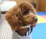 �v�[�h���E�g�C�@���b�h�@�j�̎q�@�Q�O�O�V�N�P���Q�V�����@����ƌN