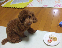 �v�[�h���E�g�C�@���b�h�@�j�̎q�@�Q�O�O�V�N�P���Q�V�����@����ƌN