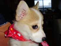 �E�F���V�� �R�[�M�[.P�@���b�h�z���C�g�@���̎q�@�Q�O�O�W�N�P�Q���Q�W�����@�ǂ����