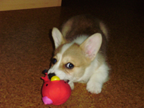 �E�F���V�� �R�[�M�[.P�@���b�h�z���C�g�@���̎q�@�Q�O�O�W�N�P�Q���Q�W�����@�ǂ����