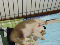 �E�F���V�� �R�[�M�[.P�@���b�h�z���C�g�@���̎q�@�Q�O�O�W�N�P�Q���Q�W�����@�ǂ����