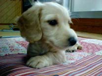 [�D���ȏꏊ]�~�j�`���A�E�_�b�N�X�E�����O�@�N���[���@���I���N