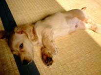 [�̂�т�]�~�j�`���A�E�_�b�N�X�E�����O�@�N���[���@���I���N