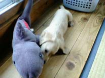 [�W���[�Y�Ɗi��]�~�j�`���A�E�_�b�N�X�E�����O�@�N���[���@���I���N