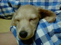 [���C�ɓ���]�~�j�`���A�E�_�b�N�X�E�����O�@�N���[���@���I���N