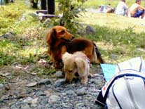 [�T���f�B�[�ƈꏏ]�~�j�`���A�E�_�b�N�X�E�����O�@�N���[���@���I���N