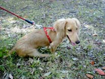 [�͐�v�[����]�~�j�`���A�E�_�b�N�X�E�����O�@�N���[���@���I���N