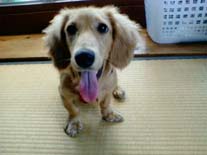 [�������ȁH�I]�~�j�`���A�E�_�b�N�X�E�����O�@�N���[���@���I���N