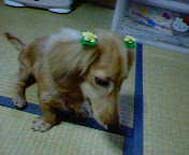 [���̎q�݂���]�~�j�`���A�E�_�b�N�X�E�����O�@�N���[���@���I���N