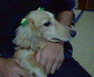 [���̎q�݂���]�~�j�`���A�E�_�b�N�X�E�����O�@�N���[���@���I���N