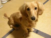 [�p�b�`�����߂�]�~�j�`���A�E�_�b�N�X�E�����O�@�N���[���@���I���N