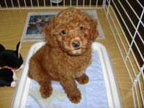 �g�C�E�v�[�h���@���b�h�@�������N