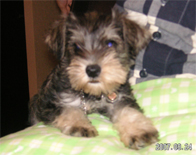 �V���i�E�U�[�EM�@�\���g&�y�b�p-�@���̎q�@�Q�O�O�V�N�W���P�����@�x���[�����