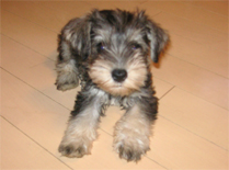 �V���i�E�U�[�EM�@�\���g&�y�b�p-�@���̎q�@�Q�O�O�V�N�W���P�����@�x���[�����