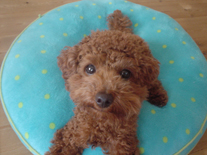 �v�[�h���E�g�C�@���b�h�@�j�̎q�@�Q�O�O�V�N�P���Q�V�����@�x���[�N