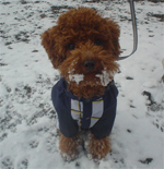 �v�[�h���E�g�C�@���b�h�@�j�̎q�@�Q�O�O�V�N�P���Q�V�����@�x���[�N