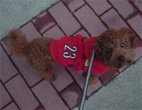 �v�[�h���E�g�C�@���b�h�@�j�̎q�@�Q�O�O�V�N�P���Q�V�����@�x���[�N