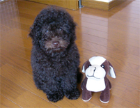 �v�[�h���E�g�C�@�u���E���@�j�̎q�@�Q�O�O�W�N�R���Q�R�����@�u���E���N