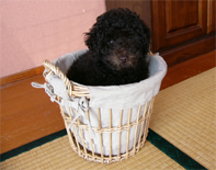 �v�[�h���E�g�C�@�u���E���@�j�̎q�@�Q�O�O�W�N�R���Q�R�����@�u���E���N