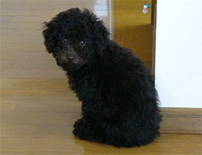 �v�[�h���E�g�C�@�u���E���@�j�̎q�@�Q�O�O�W�N�R���Q�R�����@�u���E���N